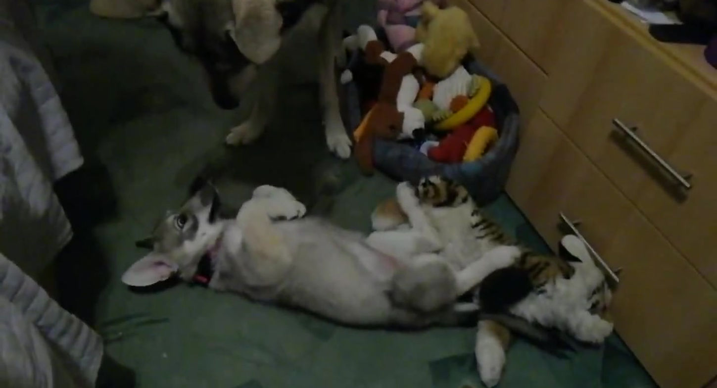 Ragnárkovo žužlání